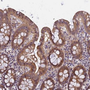 Anti-FAM98C antibody produced in rabbit 