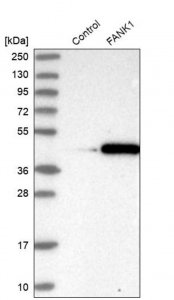 Anti-FANK1 antibody produced in rabbit HPA038413-100UL