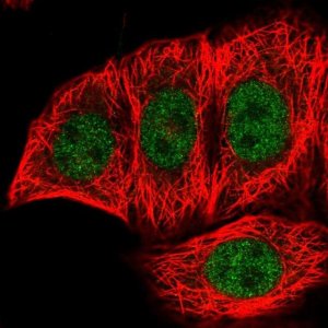Anti-FANK1 antibody produced in rabbit HPA038413-100UL