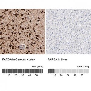 Anti-FARSA antibody produced in rabbit 