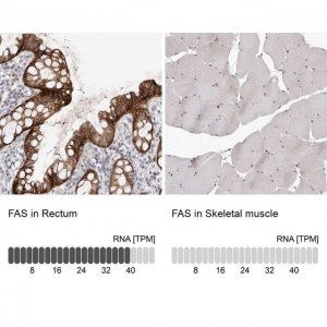 Anti-FAS antibody produced in rabbit 