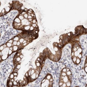 Anti-FAS antibody produced in rabbit 