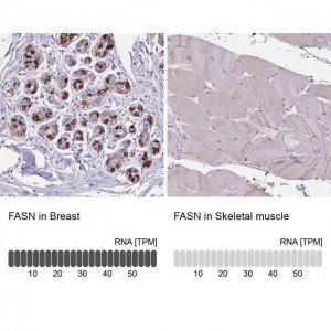 Anti-FASN antibody produced in rabbit 