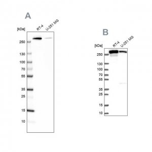 Anti-FASN antibody produced in rabbit 