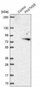 Anti-FASTKD5 antibody produced in rabbit HPA043833-100UL