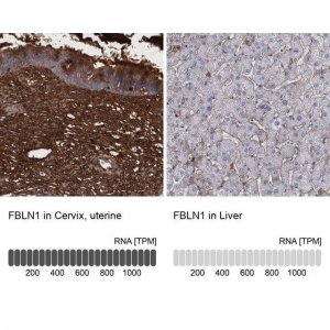 Anti-FBLN1 antibody produced in rabbit 