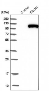 Anti-FBLN1 antibody produced in rabbit 