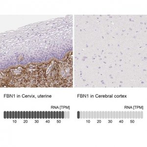 Anti-FBN1 antibody produced in rabbit 