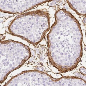 Anti-FBN1 antibody produced in rabbit 
