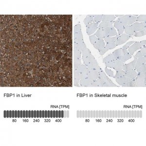 Anti-FBP1 antibody produced in rabbit 