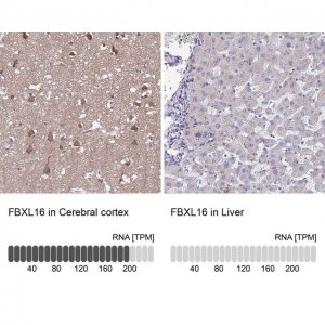 Anti-FBXL16 antibody produced in rabbit HPA056354-100UL