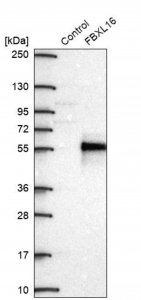 Anti-FBXL16 antibody produced in rabbit HPA056354-100UL