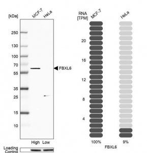 Anti-FBXL6 antibody produced in rabbit HPA008867-100UL