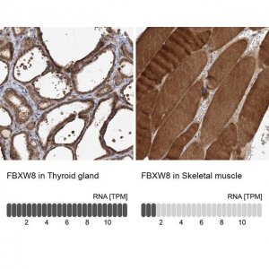 Anti-FBXW8 antibody produced in rabbit 
