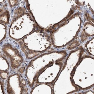 Anti-FBXW8 antibody produced in rabbit 