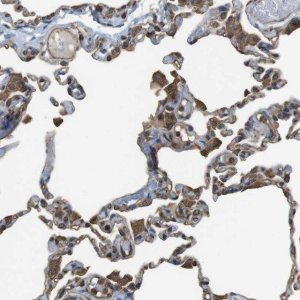 Anti-FCAR antibody produced in rabbit 