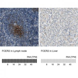Anti-FCER2 antibody produced in rabbit 