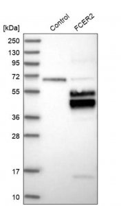 Anti-FCER2 antibody produced in rabbit 