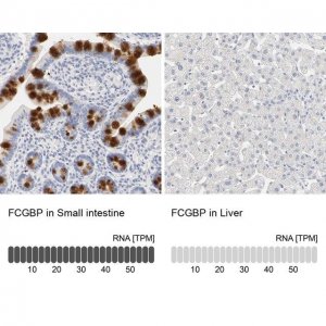 Anti-FCGBP antibody produced in rabbit 