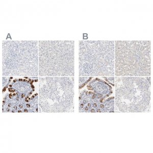 Anti-FCGBP antibody produced in rabbit 