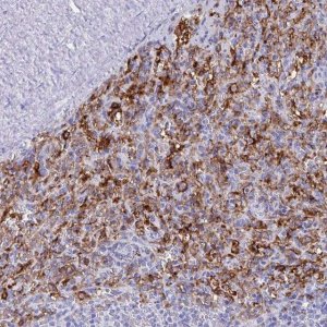 Anti-FCGR3A antibody produced in rabbit 