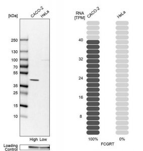 Anti-FCGRT antibody produced in rabbit 