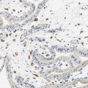 Anti-FCGRT antibody produced in rabbit 