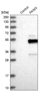 Anti-FCMR antibody produced in rabbit 