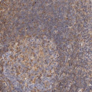Anti-FCMR antibody produced in rabbit 