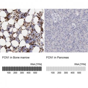 Anti-FCN1 antibody produced in rabbit HPA001295-100UL