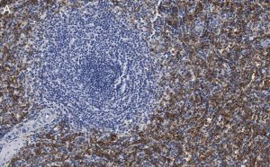 Anti-FcRI -subunit Antibody, clone 1B6 ZooMAb Rabbit Monoclonal 
