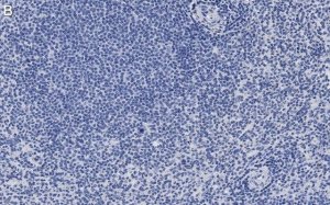 Anti-FcRI -subunit Antibody, clone 1B6 ZooMAb Rabbit Monoclonal 