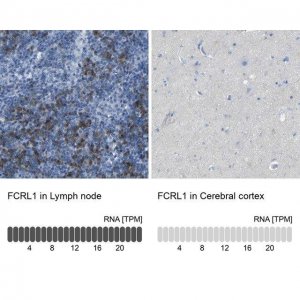 Anti-FCRL1 antibody produced in rabbit 