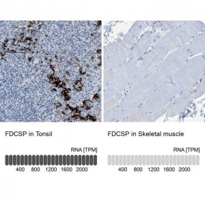 Anti-FDCSP antibody produced in rabbit 