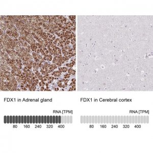 Anti-FDX1 antibody produced in rabbit 