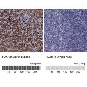 Anti-FDXR antibody produced in rabbit 