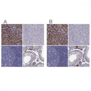 Anti-FDXR antibody produced in rabbit 