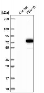Anti-FEM1B antibody produced in rabbit 