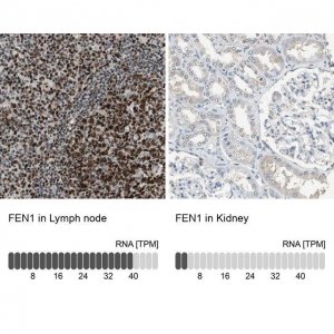 Anti-FEN1 antibody produced in rabbit 