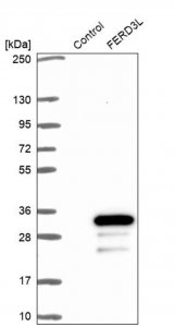 Anti-FERD3L antibody produced in rabbit 