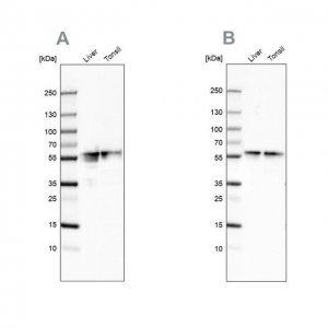 Anti-FGB antibody produced in rabbit 