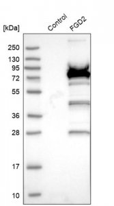 Anti-FGD2 antibody produced in rabbit 