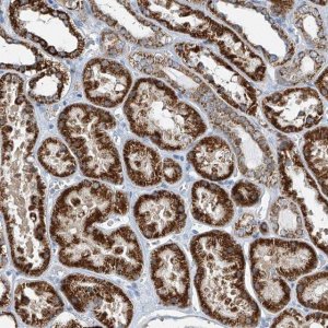 Anti-FGD2 antibody produced in rabbit 