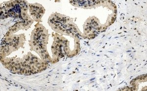Anti-FGF-2/basic FGF Antibody, clone 1K19 ZooMAb Rabbit Monoclonal 