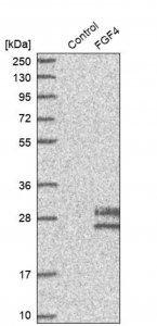 Anti-FGF4 antibody produced in rabbit 