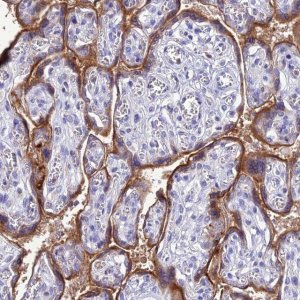 Anti-FGF7 antibody produced in rabbit 