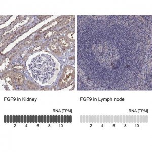 Anti-FGF9 