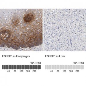 Anti-FGFBP1 antibody produced in rabbit 