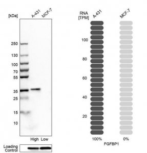 Anti-FGFBP1 antibody produced in rabbit 