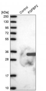 Anti-FGFBP2 antibody produced in rabbit 